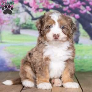 Teddy, Mini Bernedoodle Puppy